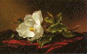 Martin Johnson Heade Magnolia f Germany oil painting reproduction